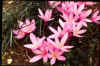 Colchicum Nancy Lindsay