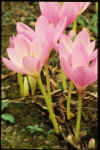 Colchicum Pink Goblet