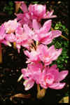 Colchicum autumnale Pleniflorum