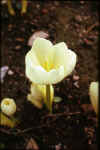 Colchicum speciosum Album