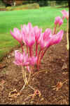 Colchicum speciosum Atrorubens