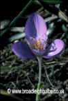 crocus banaticus