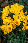 Crocus E P Bowles