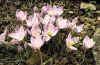 CROCUS LAEVIGATUS FONTENAYI