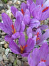 CROCUS LONGIFLORUS.