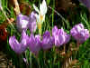 CROCUS MEDIUS