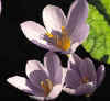 Crocus Pulchellus