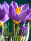 crocus tricolor