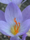 Crocus speciosus