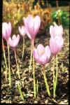 Crocus nudiflorus