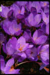 Crocus Oxonian