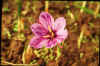 Crocus Sativus