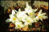 Cocus speciosus albus