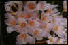Crocus Zephyr