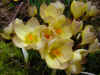 Crocus Spring Pearl
