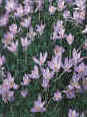 Crocus Speciosus