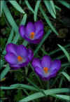 Crocus Whitewell Purple