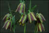 Fritillaria graeca