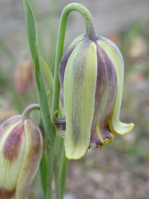 Autumn Bulbs