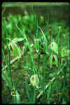 Fritillaria acmopetala