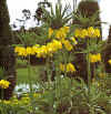 Fritillaria imperialis lutea