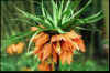 Fritillaria imperialis rubra