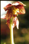 Fritillaria biflora Martha Roderick