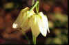 Fritillaria meleagris alba