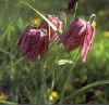 Fritillaria meleagris (snakes head) 