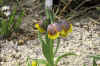 Fritillaria michailovskyi