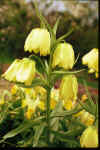 Fritillaria pallidiflora