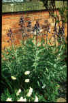 Fritillaria persica