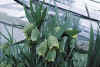 Fritillaria pontica