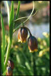 Fritillaria uva-vulpis