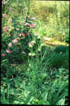 Fritillaria thunbergii