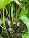 Arisarum proboscideum