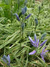Camassia quamash Blue Melody