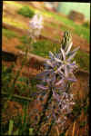 Camassia cusickii