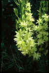 Camassia leichtlinii semi plena