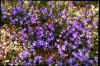 Chionodoxa forbesii