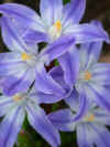 chionodoxa forbesii.