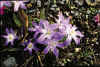 Chionodoxa luciliae