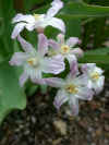 chionodoxa pink giant.