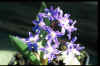 Chionodoxa sardensis