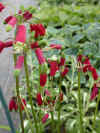 Dichelostemma ida maia (Californian Firecracker)