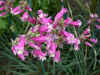Dichelostemma Pink Diamond