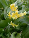 ERYTHRONIUM TUOLUMNENSE PAGODA