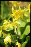 Erythronium Citronella