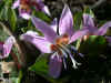ERYTHRONIUM DENS CANIS