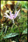 Erythronium dens canis